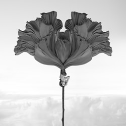 Two Sided Wind Flower-Kenneth Lam-gold-fine_art-4259