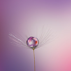 Dandelion-Fabio Brocchi-finalist-fine_art-4202