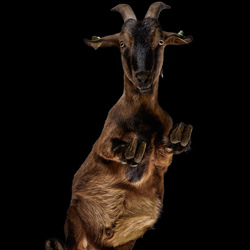 Goat Upside Down-Olivier Meli-silver-fine_art-6965