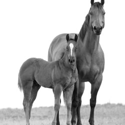 Mare And Foal-Tony Mendes-finalist-fine_art-6888