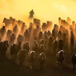 Vaquero en Inner Mongolia-Anita Wan-finalista-fine_art-6911