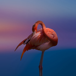 Flamingo evening light-Satheesh Nair-bronze-fine_art-9469
