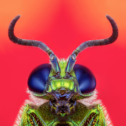 Emerald Devil Wasp-Pedro Ajuriaguerra-argento-fine_art-9673