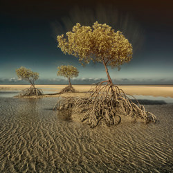 3 árboles-Steve Turner-bronce-fine_art-9413