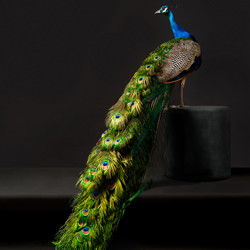 Blue Peacock-Peter Samuels-finalist-fine_art-9527