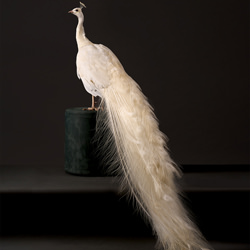 White Peacock-Peter Samuels-bronze-fine_art-9395