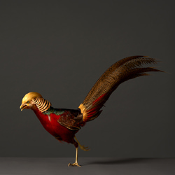 Golden Headed Pheasant-Peter Samuels-bronze-fine_art-9396