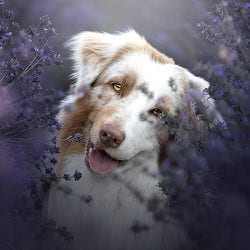 magic in lavender-Marcella Torres-finalist-fine_art-12158