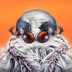 From-another-planet-(Jumping-spider)-Pedro Ajuriaguerra-silver-fine_art-12200