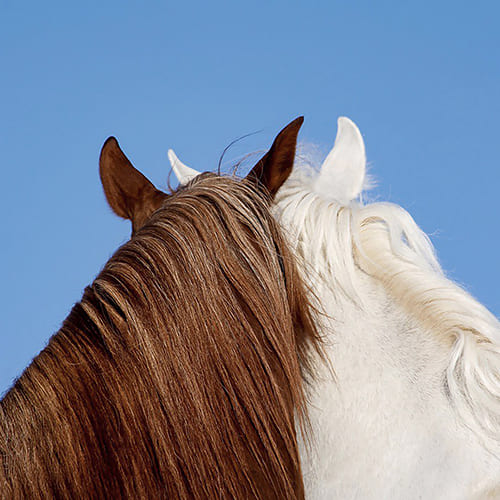 Sorrel & White Horses-Armin Abdehou-bronze-fine_art-12026