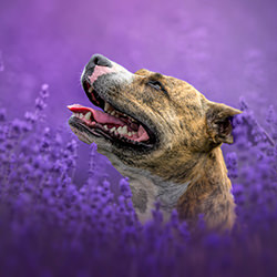 Lavender Bliss-Lucie Nermuťová-bronze-fine_art-16074