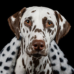 Love spots-Isabella Robbeson-finalist-fine_art-16164