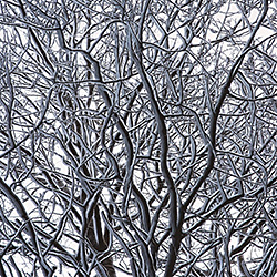 Undecisive Tree-Johan Lund-silver-landscape-571