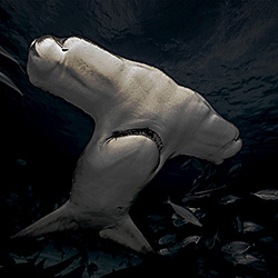 I Am A Hammerhead-Lukas Charwat-finalist-landscape-458