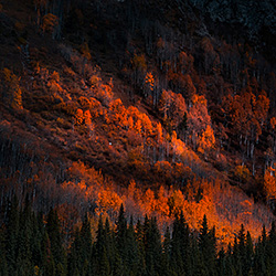 Autumn Light-Ajay Thomas-finalist-landscape-486