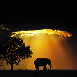 MAJESTIC ELEPHANT-Riya Sharma-finalist-landscape-490