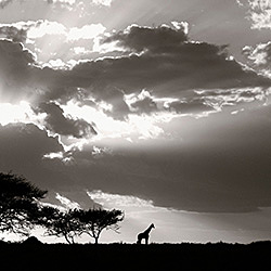 Africa-Michal Venera-finalist-landscape-495