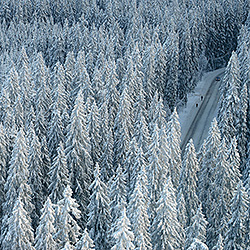 Winter Walk-Teemu Kalliolahti-bronze-landscape-383