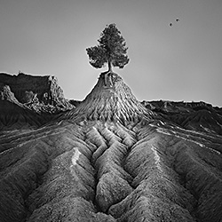 Mungo Tree-Ricardo Da Cunha-silver-landscape-598