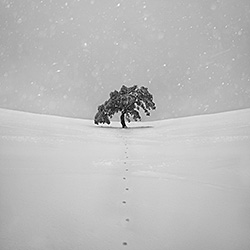 Lone Buller Tree-Ricardo Da Cunha-gold-landscape-568