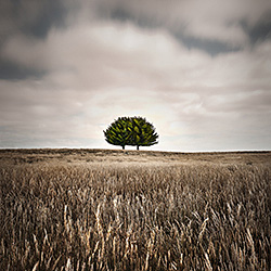 Double Tree Trunk-Ricardo Da Cunha-bronze-landscape-401