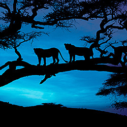 The blue dusk-Sheila Verghis-bronze-landscape-385