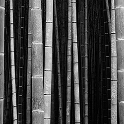 Bamboo Curtain-Stephen King-bronze-landscape-421
