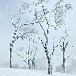 Winter Wonderland-Stephen King-gold-landscape-570