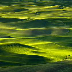Waves of green-Thierry Bornier-bronze-landscape-2110