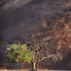 Life on the edge-Trevor Cole-silver-landscape-2440