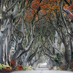 The dark hedges-Trevor Cole-silver-landscape-2441