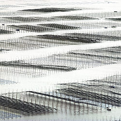Checkerboard of seaweed-Thierry Bornier-finalist-landscape-2211