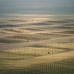 The golden Sea-Thierry Bornier-finalist-landscape-2212