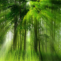 Rays of light-Viral Padiya-finalist-landscape-2233
