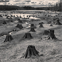 Stumps, Alder Lake, Nissqualey River Dam-Hal Gage-gold-landscape-2399