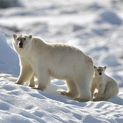 Polar Bear Mother & Cub-Ricardo Cisneros-finalist-landscape-2323