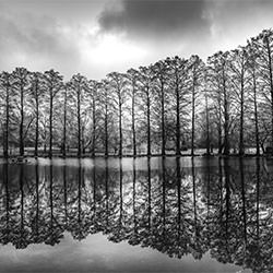 Forest Park Forever-Jack Curran-bronze-landscape-2139