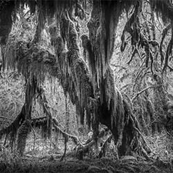 Big Foot-Jack Curran-silver-landscape-2429
