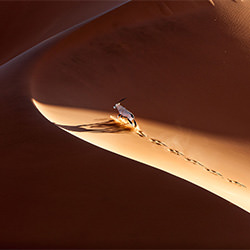Orix Crossing The Dunes-Ricardo Cisneros-bronze-landscape-2176