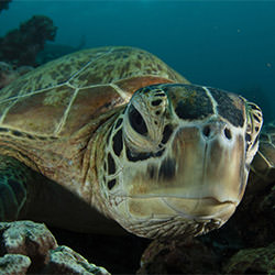 Sea Turtle Says Hello-Ricardo Cisneros-bronze-landscape-2177