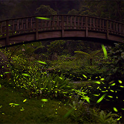 Luminous firefly-Shirley Wung-gold-landscape-2409