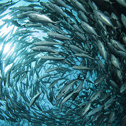 Cyclone of Fish-Ricardo Cisneros-finalist-landscape-2329