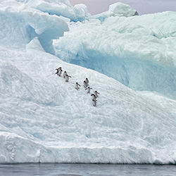 Penguins in Line-Ricardo Cisneros-finalist-landscape-2330