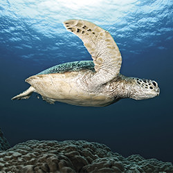 Sea Turtle Swims By-Ricardo Cisneros-finalist-landscape-2331