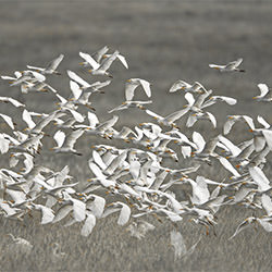Flock of Birds-Ricardo Cisneros-bronze-landscape-2180