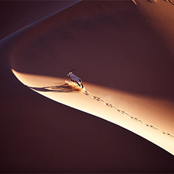 Orix Crossing The Dune-Ricardo Cisneros-bronze-landscape-2181