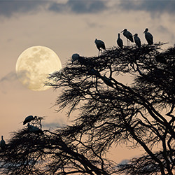 Resting Birds-Ricardo Cisneros-finalist-landscape-2343