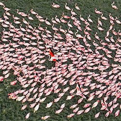 Flock Of Flamingoes-Ricardo Cisneros-gold-landscape-2406