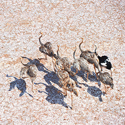 Running Ostritch-Ricardo Cisneros-gold-landscape-2407