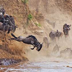 Diving Wildebeest-Ricardo Cisneros-silver-landscape-2447